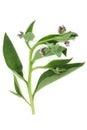 Comfrey Herb Leaves for Herbal Medicine