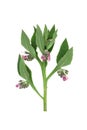 Comfrey Herb Plant with Flowers used in Herbal Medicine