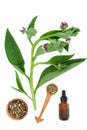 Comfrey Herb Plant and Root with Essential Oil