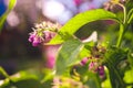 Comfrey herb - Symphytum officinale in nature. Royalty Free Stock Photo
