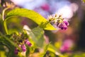 Comfrey herb - Symphytum officinale in nature. Royalty Free Stock Photo
