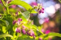 Comfrey herb - Symphytum officinale in nature. Royalty Free Stock Photo