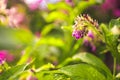 Comfrey herb - Symphytum officinale in nature. Royalty Free Stock Photo
