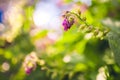 Comfrey herb - Symphytum officinale in nature. Royalty Free Stock Photo