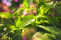 Comfrey herb - Symphytum officinale in nature. Royalty Free Stock Photo