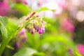 Comfrey herb - Symphytum officinale in nature. Royalty Free Stock Photo