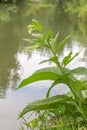 Comfrey, knitback, knitbone or Symphytum Officinale by the river Royalty Free Stock Photo