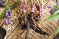 Comfrey or knitbone root on a wooden table Royalty Free Stock Photo