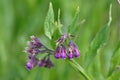 Comfrey Royalty Free Stock Photo