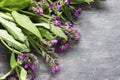 Comfrey medicinal herb Royalty Free Stock Photo