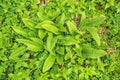 Comfrey, young fresh leaves in spring Royalty Free Stock Photo