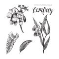 Comfrey - symphytum officinale black and white collection Royalty Free Stock Photo