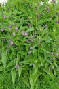 Comfrey medicinal Symphytum officinale L. The blossoming plants Royalty Free Stock Photo