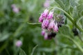 Comfrey plant flowering with clusters of blooms Royalty Free Stock Photo