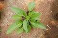 Comfrey Plant