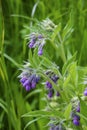 Comfrey plant, with mauve, violet of coloured blossom, green sheets, on the meadow