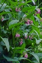 A Comfrey plant \'s bloom clusters