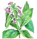 Comfrey plant, traditional herbal medicine, isolated on white background. Generative AI watercolor illustration