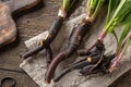 Comfrey root with young leaves collected in spring Royalty Free Stock Photo