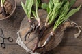 Comfrey root with young leaves Royalty Free Stock Photo