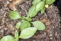 Comfrey seedlings growing in a peat cup planted in a garden Royalty Free Stock Photo