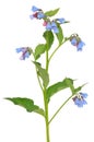 Comfrey Symphytum flower Royalty Free Stock Photo