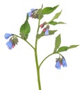 Comfrey Symphytum flower Royalty Free Stock Photo