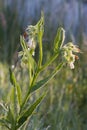 Comfrey (Symphytum officinale)