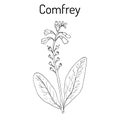 Comfrey Symphytum officinale , or boneset, knitbone, consound, slippery-root, medicinal plant.
