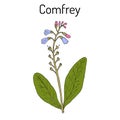 Comfrey Symphytum officinale , or boneset, knitbone, consound, slippery-root, medicinal plant Royalty Free Stock Photo