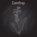 Comfrey Symphytum officinale , or boneset, knitbone, consound, slippery-root, medicinal plant Royalty Free Stock Photo