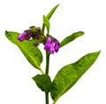 Comfrey (Symphytum officinale) flowers of a used in org