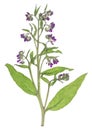 Comfrey - Symphytum officinale