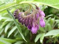 Comfrey - Symphytum officinale Royalty Free Stock Photo