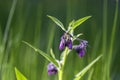 Comfrey symphytum officinale - small purple flowers growing on top of a stem with green long leaves. Meadow medicinal plant with Royalty Free Stock Photo