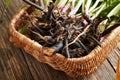 Comfrey or Symphytum root in a basket Royalty Free Stock Photo