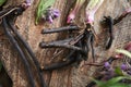 Comfrey or Symphytum root on a wooden table. Herbal medicine Royalty Free Stock Photo