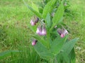 Comfrey, Symphytum