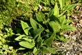 Comfrey, young fresh leaves in spring Royalty Free Stock Photo