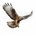 Comic Book Style Hawk In Flight Image By Travis Charest Royalty Free Stock Photo
