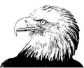 Comic book style portrait of a bald eagle Royalty Free Stock Photo