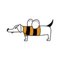A comic cartoon dog stands in a funny striped bee costume. Simple isolated flat illustration with dachshund character
