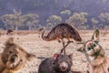 Comic collage of Australian native animals.