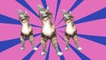 Comic pussycats waving paws and tail in an energetic dancing clip summer mood