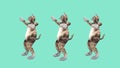 Comic pussycats waving paws and tail in an energetic dancing clip summer mood