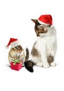 Comic xmas pet, funny chipmunk and cat with santa hat Royalty Free Stock Photo