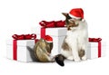 Comic xmas pet, funny tired squirrel and cat with santa hat Royalty Free Stock Photo