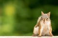 Comical American Red Squirrel appears to stick out tongue while eating a peanut Royalty Free Stock Photo