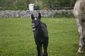 Comical black foal with white mare, Connemara Royalty Free Stock Photo