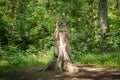 Comical Carving of a Bear Leaning on a Tree Fullarton Park Troon Scotland Royalty Free Stock Photo